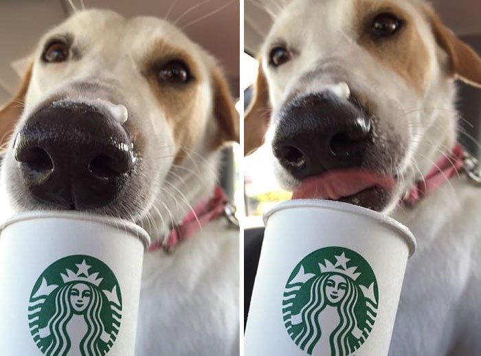 This Shelter Takes Dogs Out For ‘Puppuccinos’ To Find Them New Homes