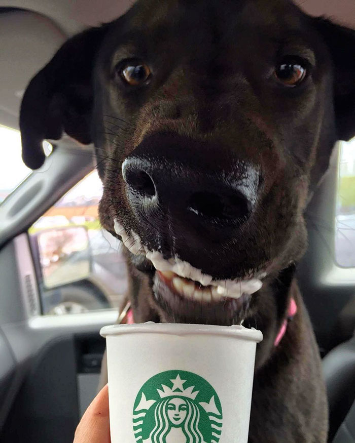 This Shelter Takes Dogs Out For ‘Puppuccinos’ To Find Them New Homes