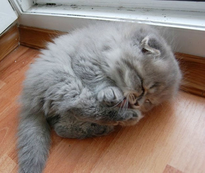 91 Cute Cats To Make Your Heart Melt