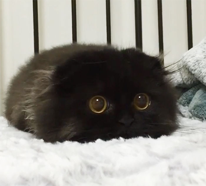 91 Cute Cats To Make Your Heart Melt