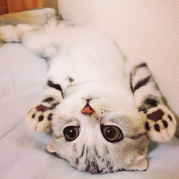 91 Cute Cats To Make Your Heart Melt