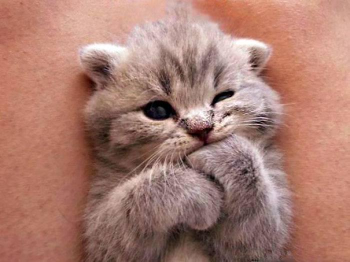 91 Cute Cats To Make Your Heart Melt