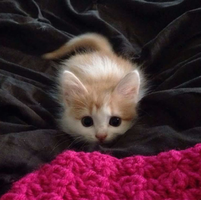 91 Cute Cats To Make Your Heart Melt
