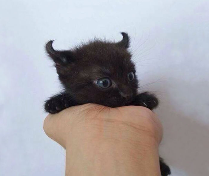 91 Cute Cats To Make Your Heart Melt