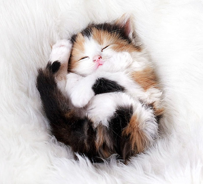 91 Cute Cats To Make Your Heart Melt