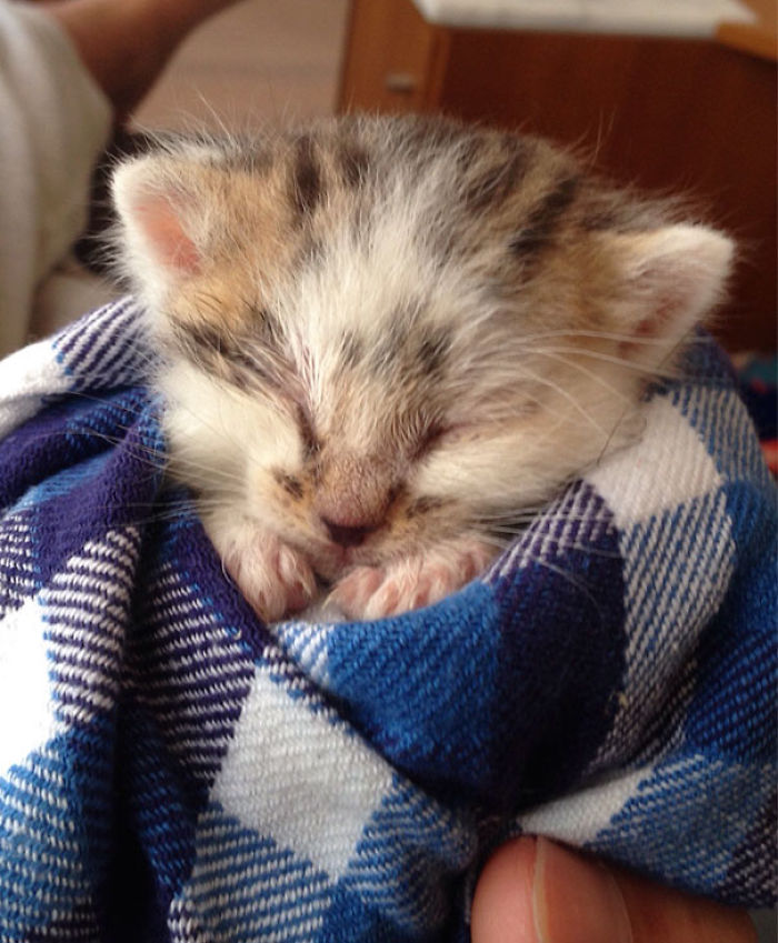 91 Cute Cats To Make Your Heart Melt