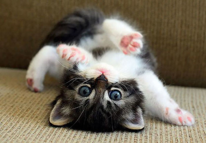 91 Cute Cats To Make Your Heart Melt