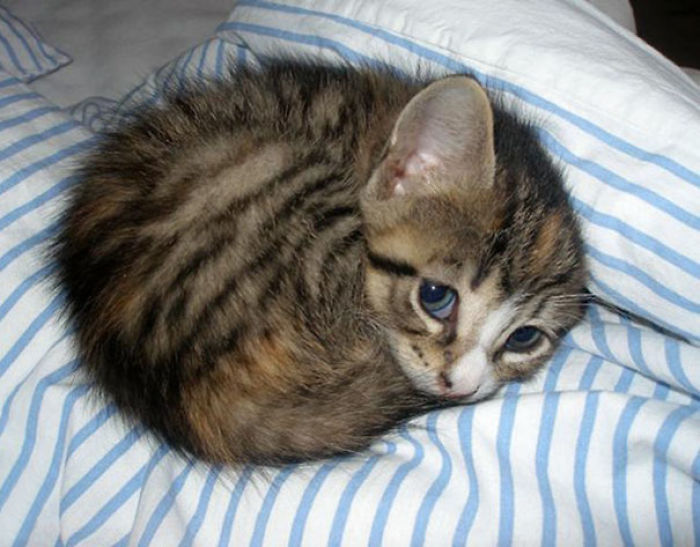 91 Cute Cats To Make Your Heart Melt