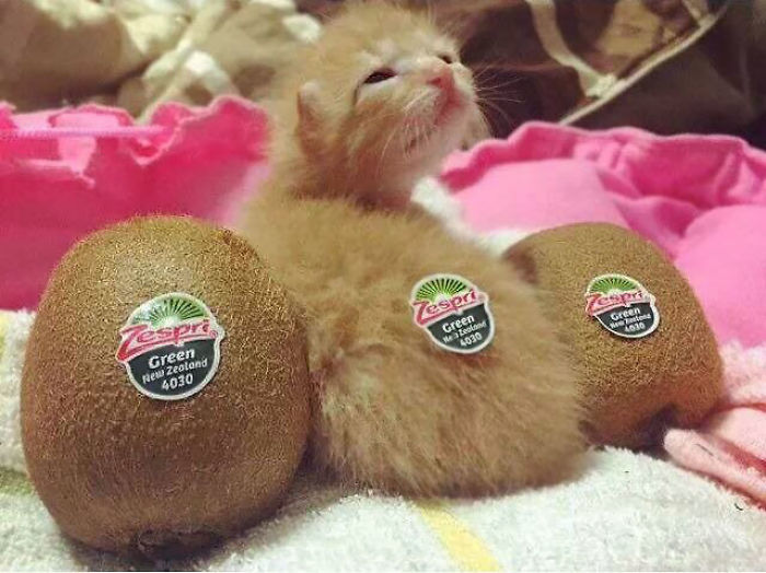 91 Cute Cats To Make Your Heart Melt