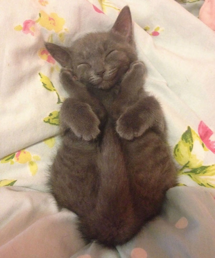 91 Cute Cats To Make Your Heart Melt