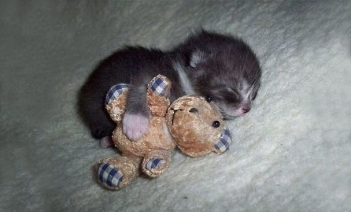 91 Cute Cats To Make Your Heart Melt