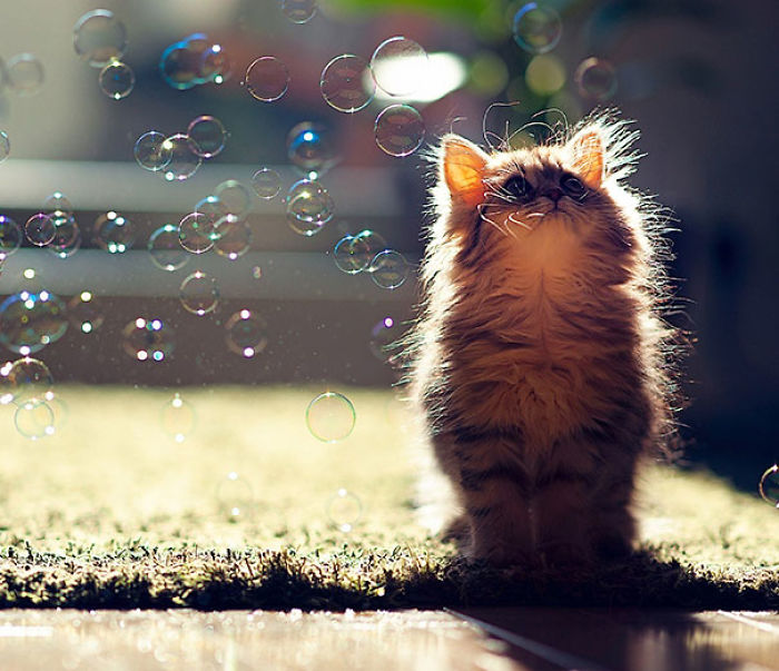 91 Cute Cats To Make Your Heart Melt