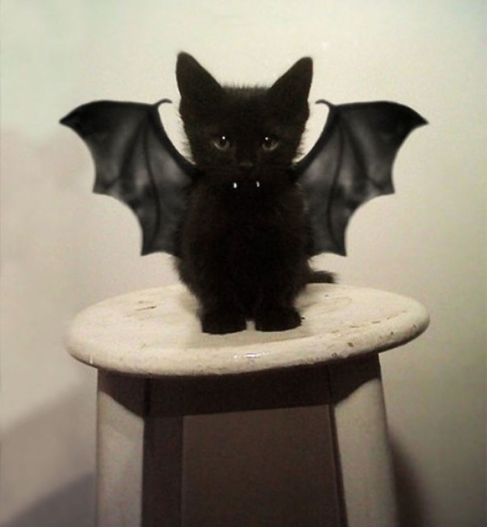 91 Cute Cats To Make Your Heart Melt