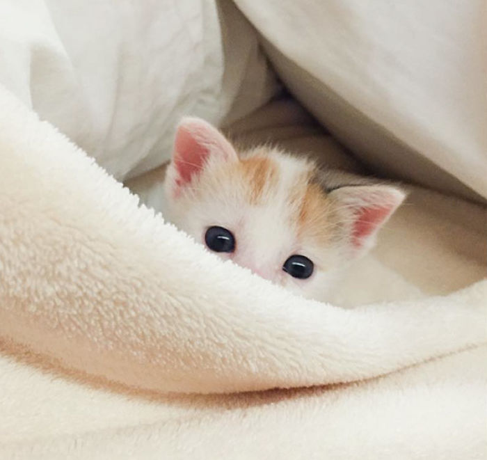 91 Cute Cats To Make Your Heart Melt