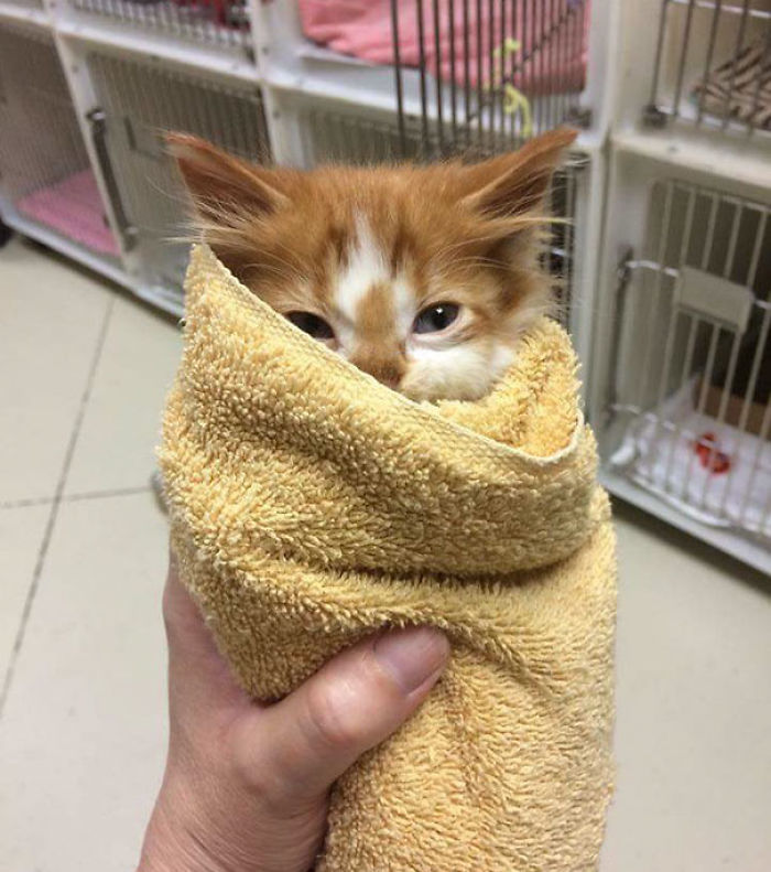 91 Cute Cats To Make Your Heart Melt