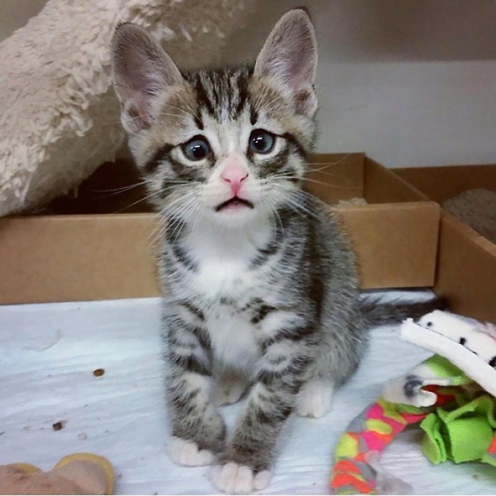 91 Cute Cats To Make Your Heart Melt