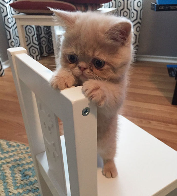 91 Cute Cats To Make Your Heart Melt
