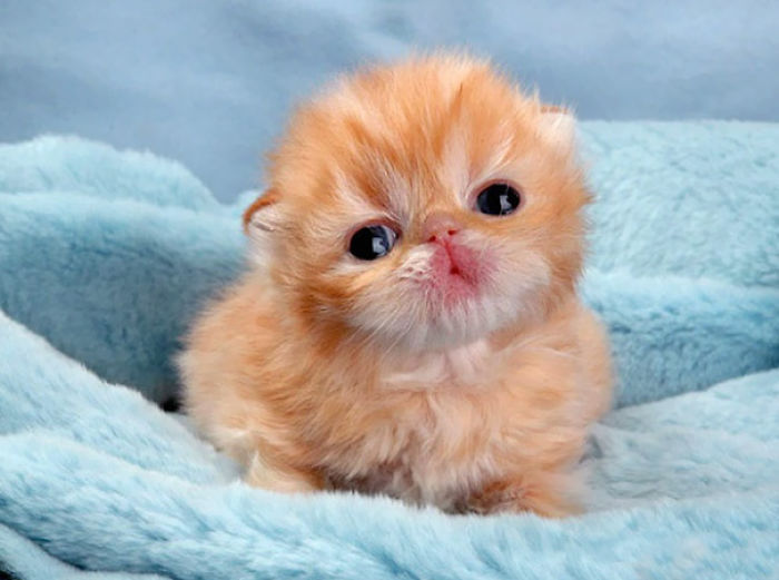 91 Cute Cats To Make Your Heart Melt