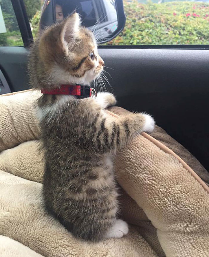 91 Cute Cats To Make Your Heart Melt