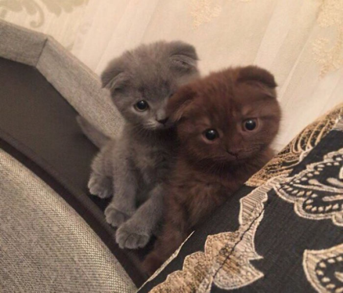 91 Cute Cats To Make Your Heart Melt