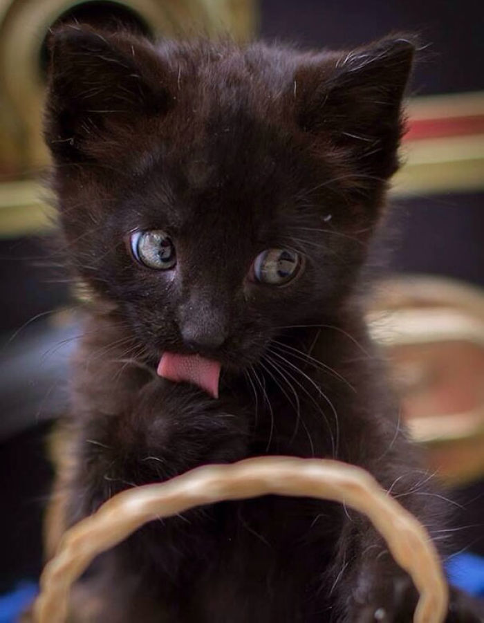 91 Cute Cats To Make Your Heart Melt