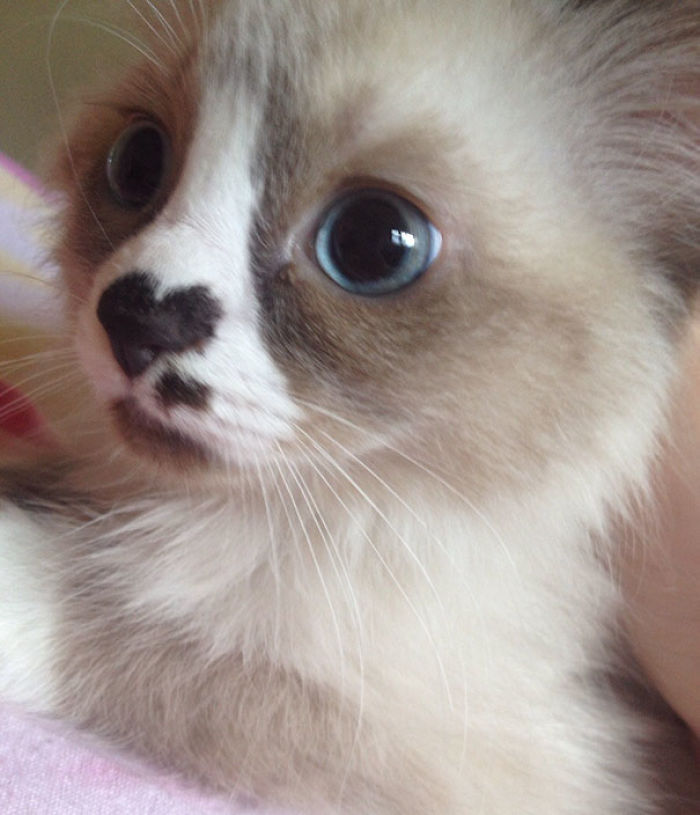 91 Cute Cats To Make Your Heart Melt