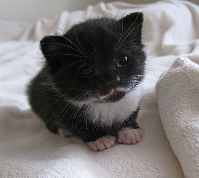 91 Cute Cats To Make Your Heart Melt