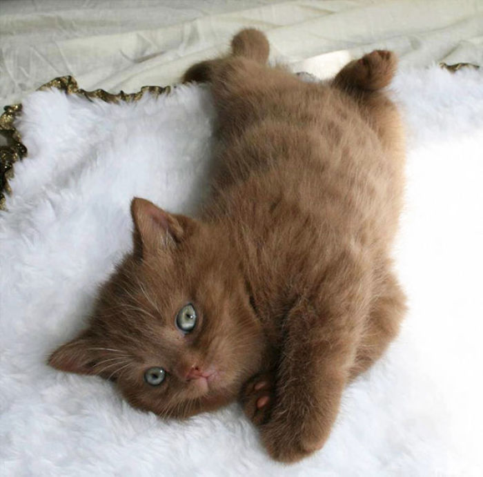 91 Cute Cats To Make Your Heart Melt