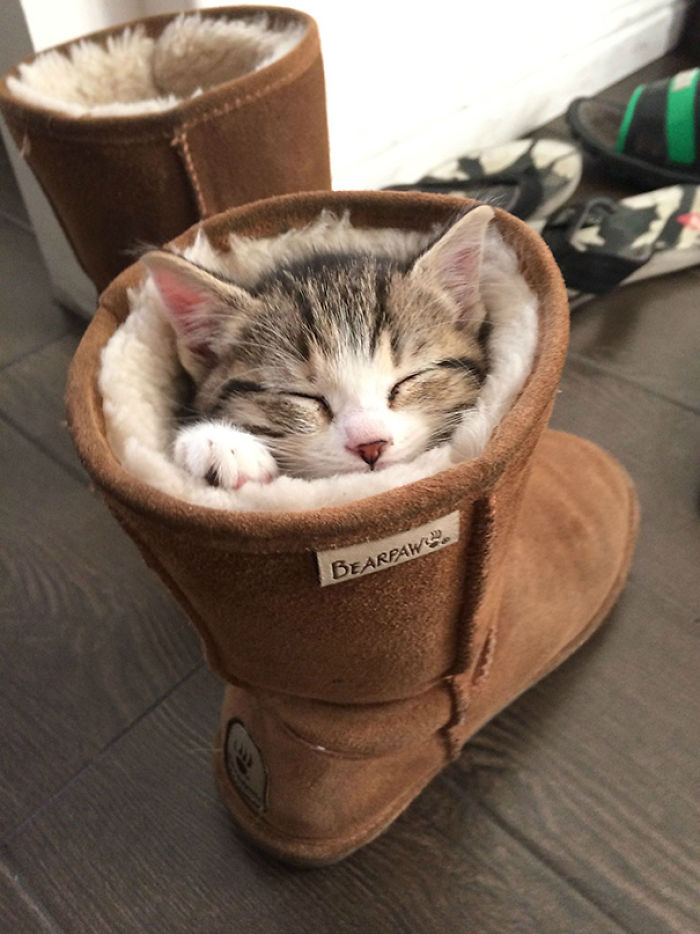91 Cute Cats To Make Your Heart Melt
