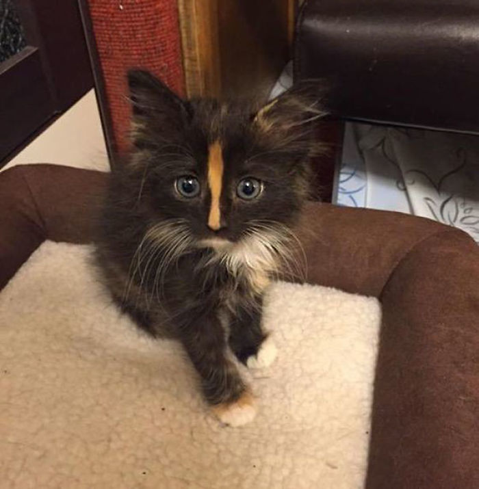 91 Cute Cats To Make Your Heart Melt