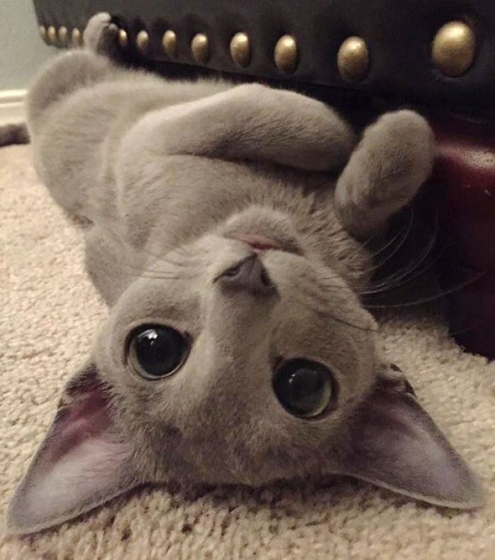 91 Cute Cats To Make Your Heart Melt