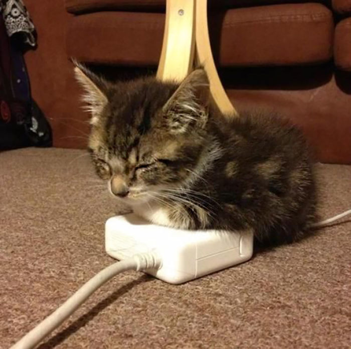 91 Cute Cats To Make Your Heart Melt