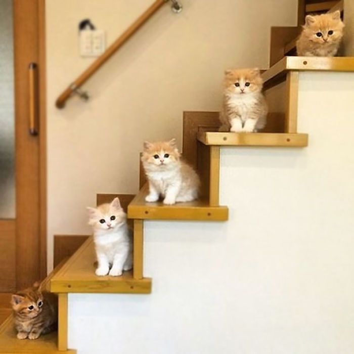 91 Cute Cats To Make Your Heart Melt