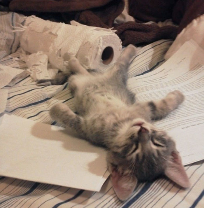 91 Cute Cats To Make Your Heart Melt