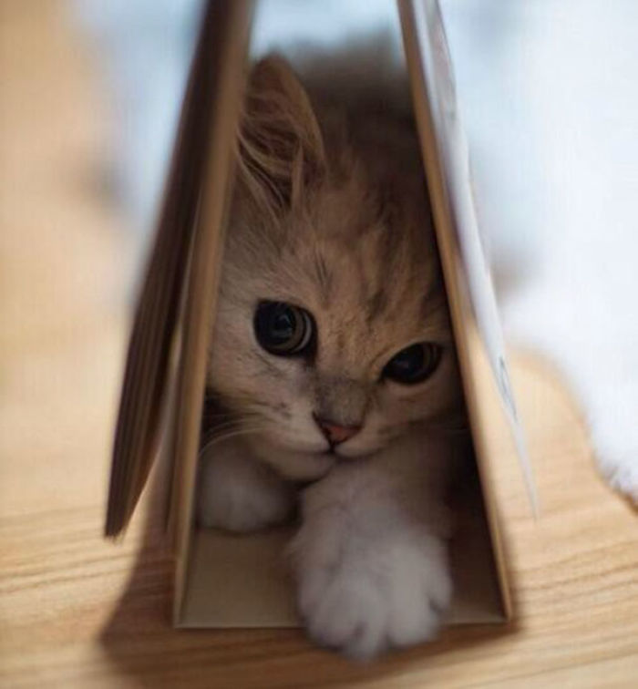 91 Cute Cats To Make Your Heart Melt