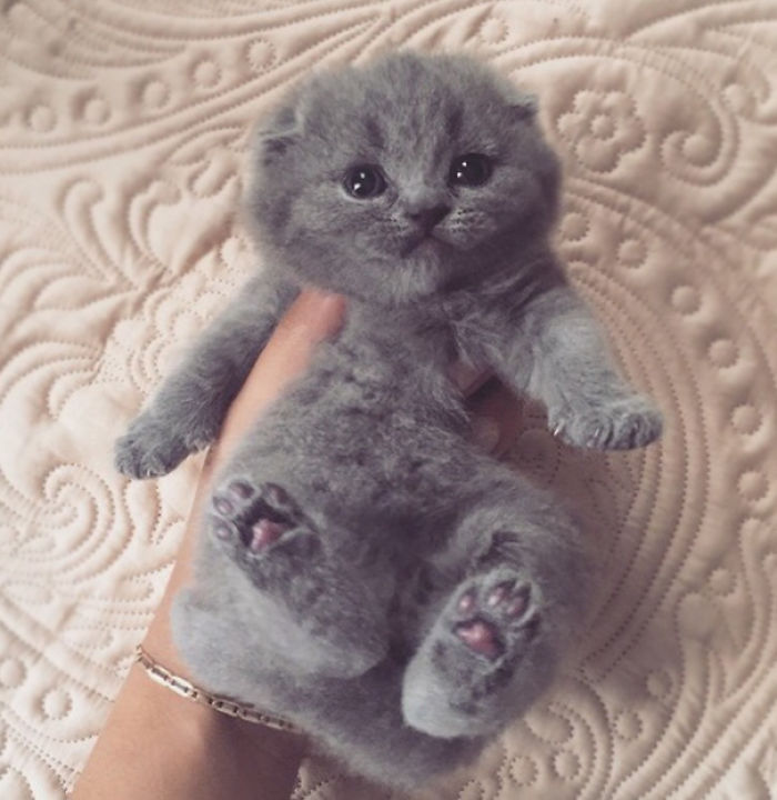 91 Cute Cats To Make Your Heart Melt