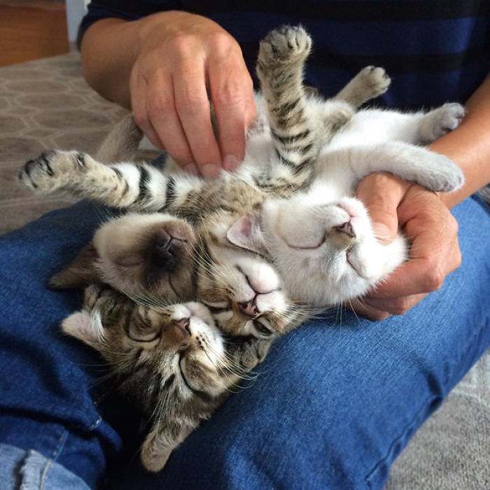 91 Cute Cats To Make Your Heart Melt