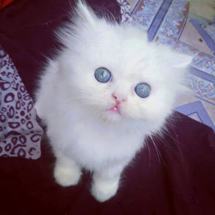 91 Cute Cats To Make Your Heart Melt