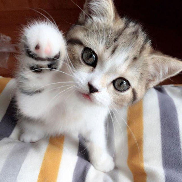 91 Cute Cats To Make Your Heart Melt