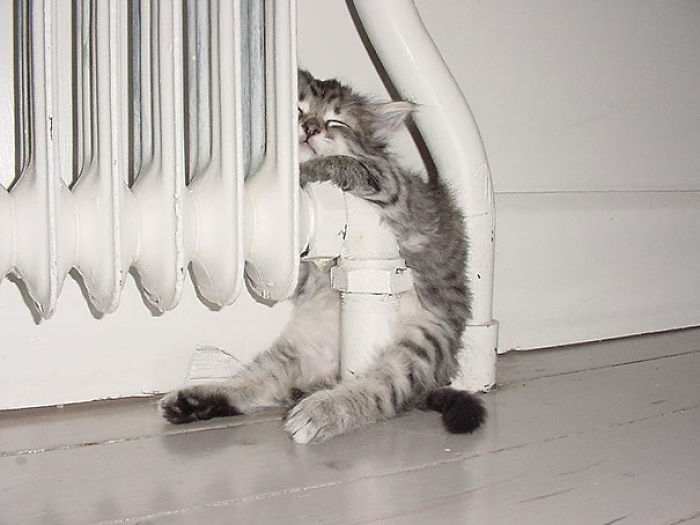 91 Cute Cats To Make Your Heart Melt