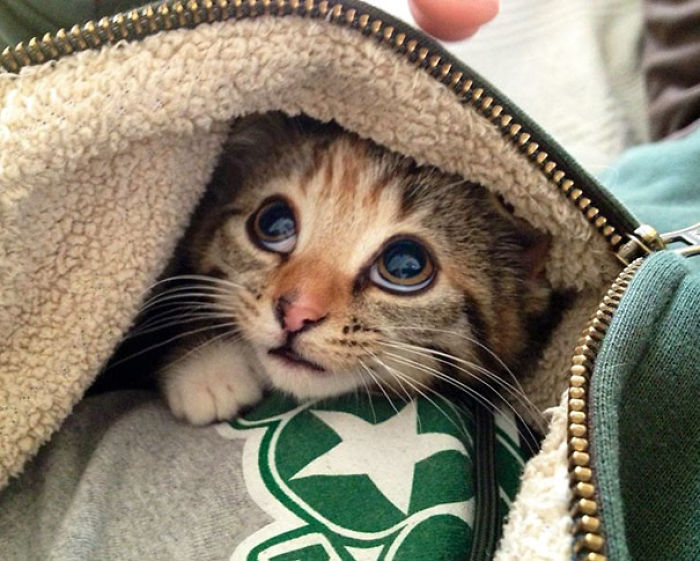 91 Cute Cats To Make Your Heart Melt