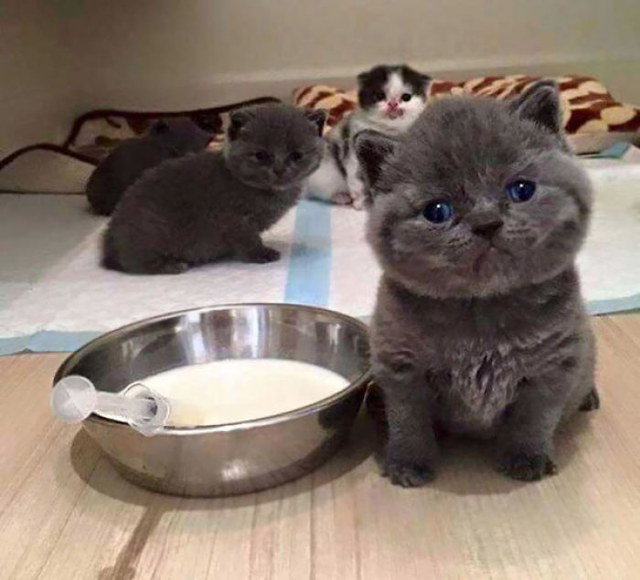 91 Cute Cats To Make Your Heart Melt
