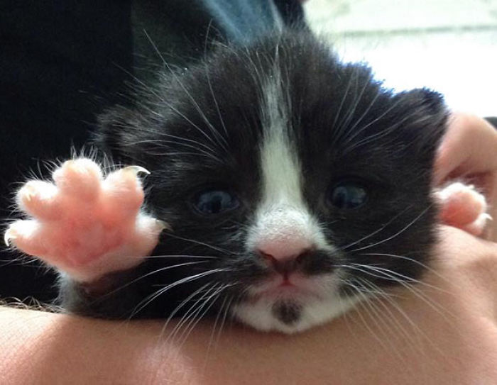 91 Cute Cats To Make Your Heart Melt