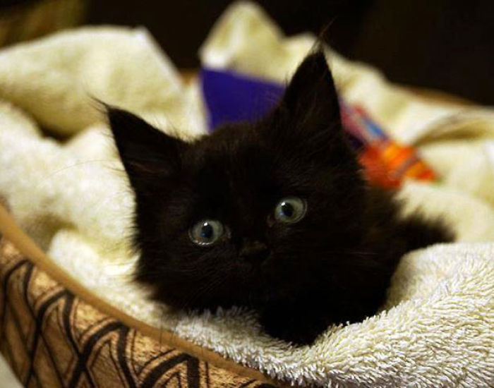 91 Cute Cats To Make Your Heart Melt