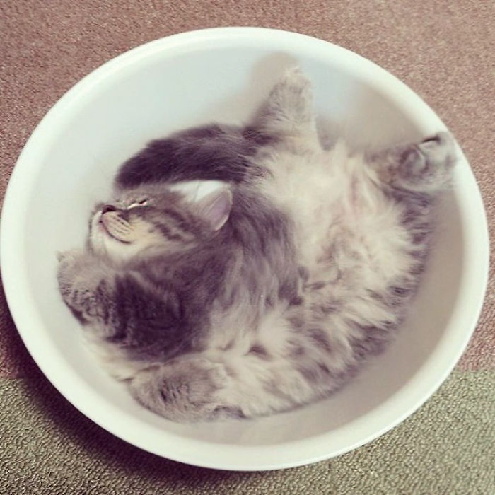 91 Cute Cats To Make Your Heart Melt