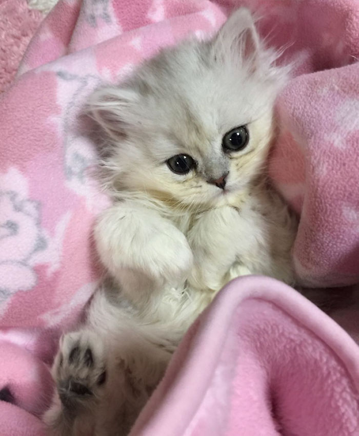 91 Cute Cats To Make Your Heart Melt