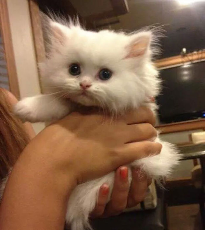 91 Cute Cats To Make Your Heart Melt