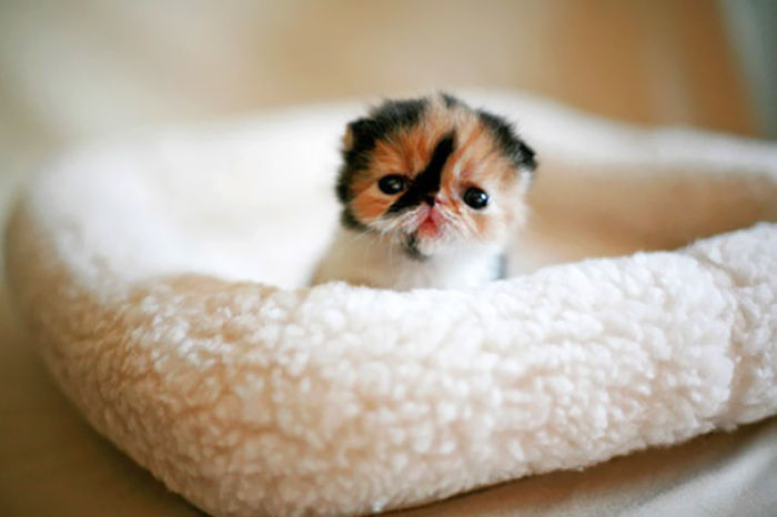 91 Cute Cats To Make Your Heart Melt