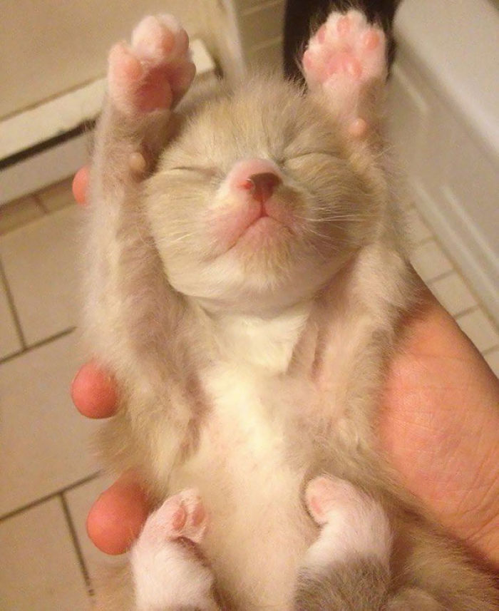 91 Cute Cats To Make Your Heart Melt