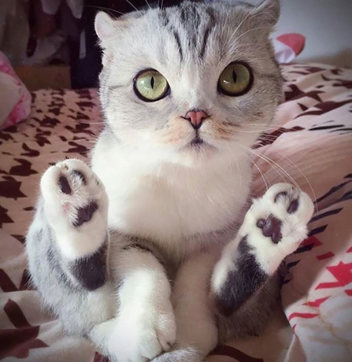 91 Cute Cats To Make Your Heart Melt